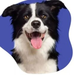 Liability Insurance for Dogs