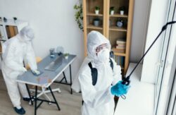 Pest Control Singapore For Trusted, Effective & Safe Solutions