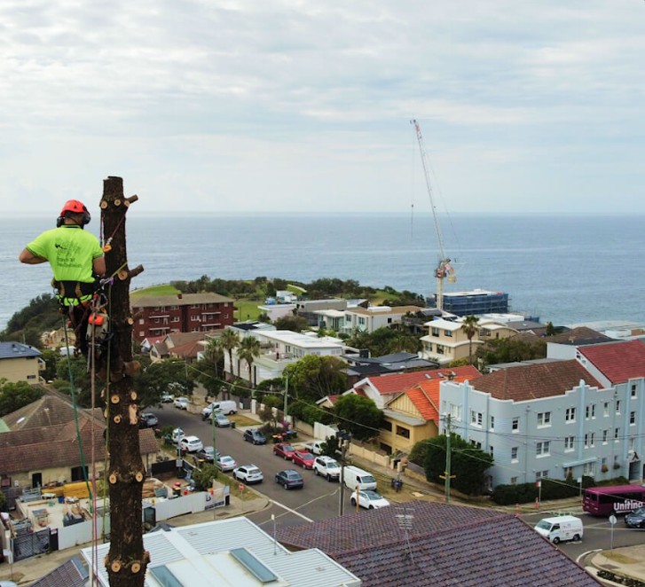 Tree Removal Eastern Suburbs Sydney