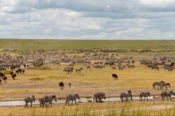 Top 10 Things to Expect in Tanzania Safari Parks