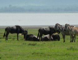 Top 8 Tips for Combining Best Tanzania Safaris in a Single 7-Day Tour