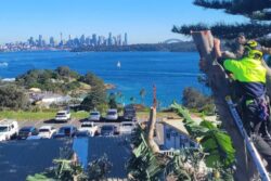 Tree Removal St Ives