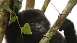 Why Do Double Rwanda Gorilla Trekking Tours