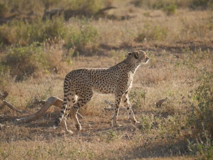 Best 5 Safari Destinations for Kenya Safaris and Tours