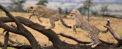 Best Time of Year to Go for African Safari Masai Mara