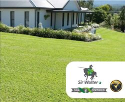Best Lawns For Adelaide