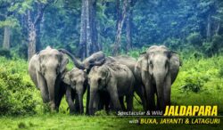 Dooars Tour with Jaldapara Elephant Safari for an Unforgettable Wildlife Experience