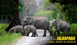 Dooars Tour with Jaldapara Elephant Safari – Enjoy Forest Safaris and Scenic Landscapes